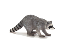 Raccoon | 387159