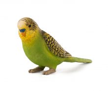 Budgerigar Green