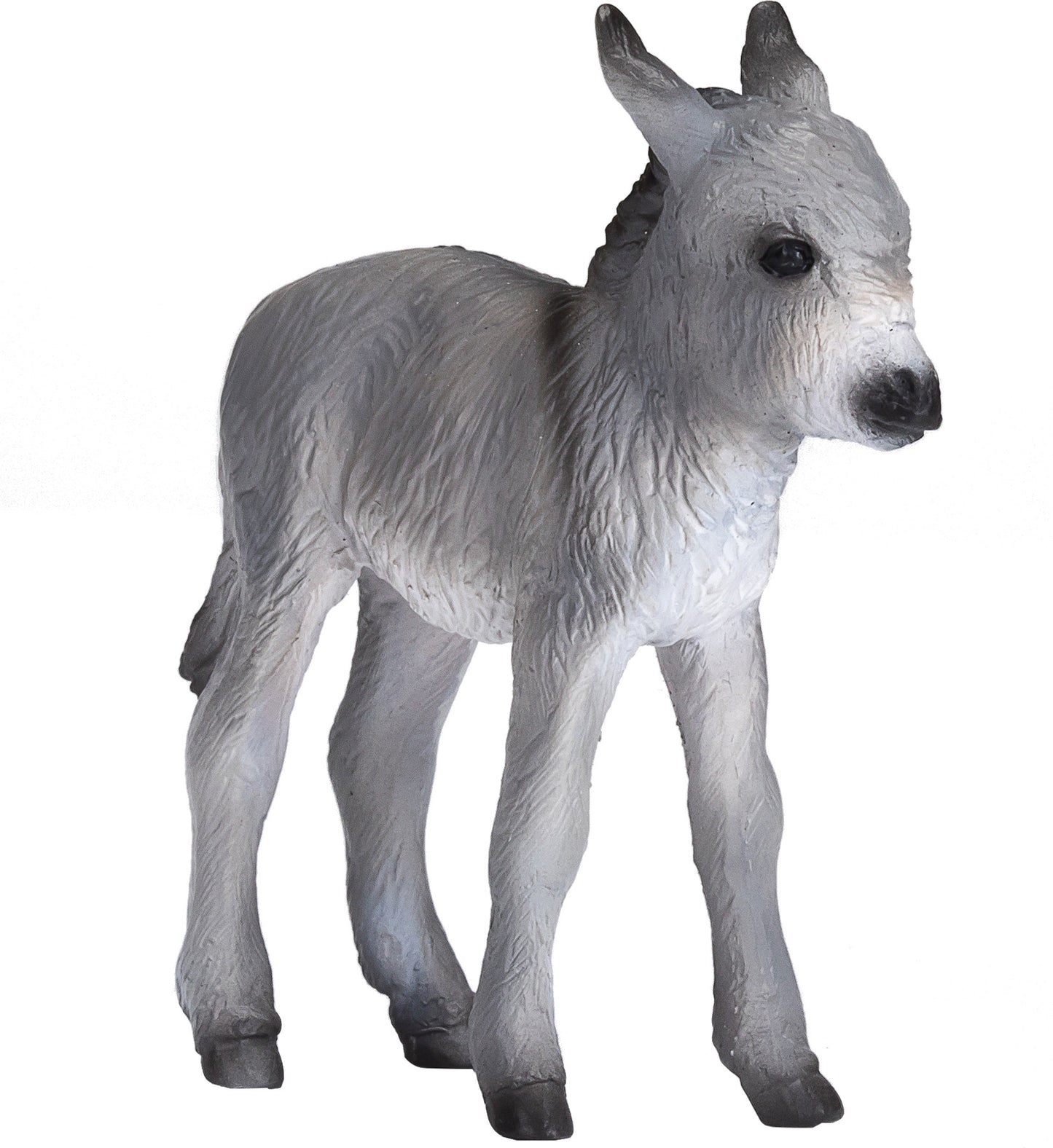 Donkey Foal